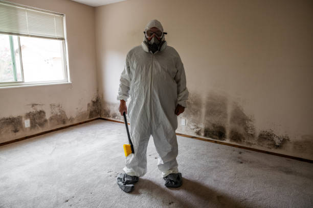 Why You Should Choose Our Mold Remediation Services in Fair Haven, NY